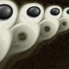 The Basal Gallery